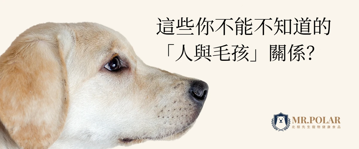 黃金獵犬側臉特寫，旁邊文字寫著『這些你不能不知道的人與毛孩關係』，強調人與狗的情感連結