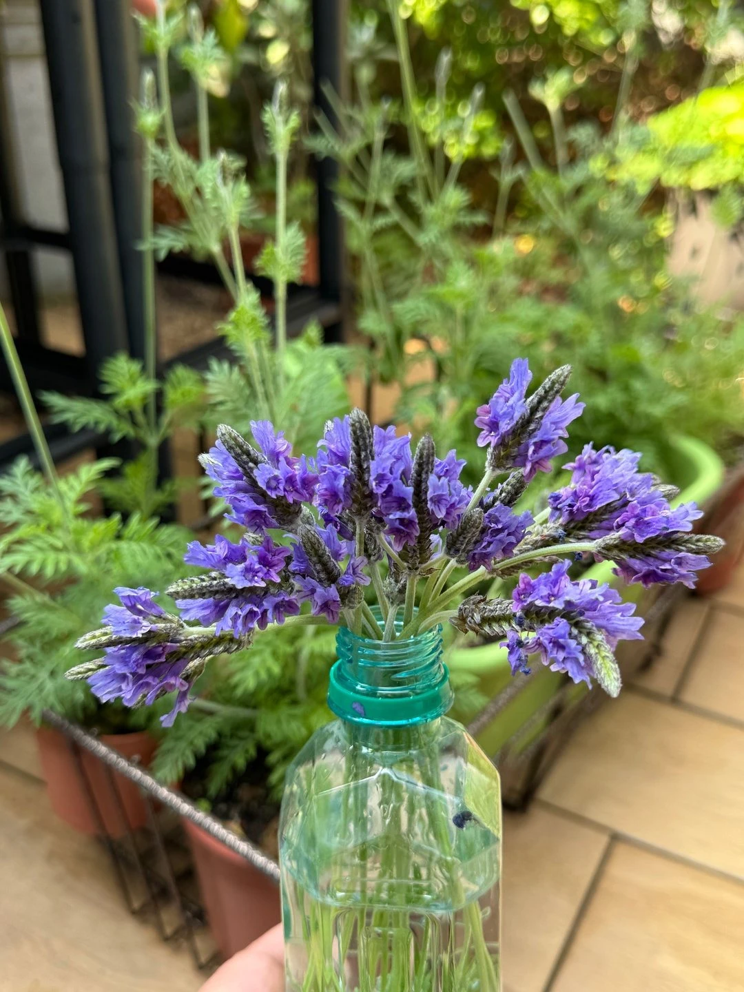 實測的終點:盛開的紫色薰衣草花穗。