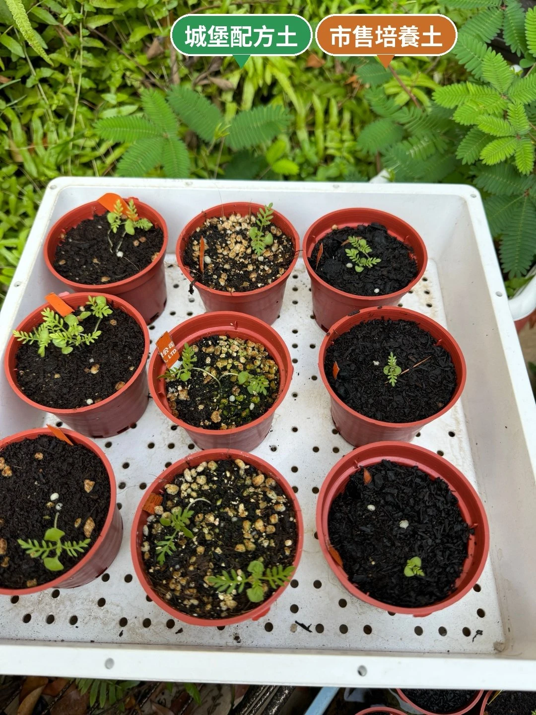 發芽初期的托盤：每個盆子都已經看得到幼苗。左側標籤對應中間欄（配方土），右側標籤對應最右欄（市售土）。