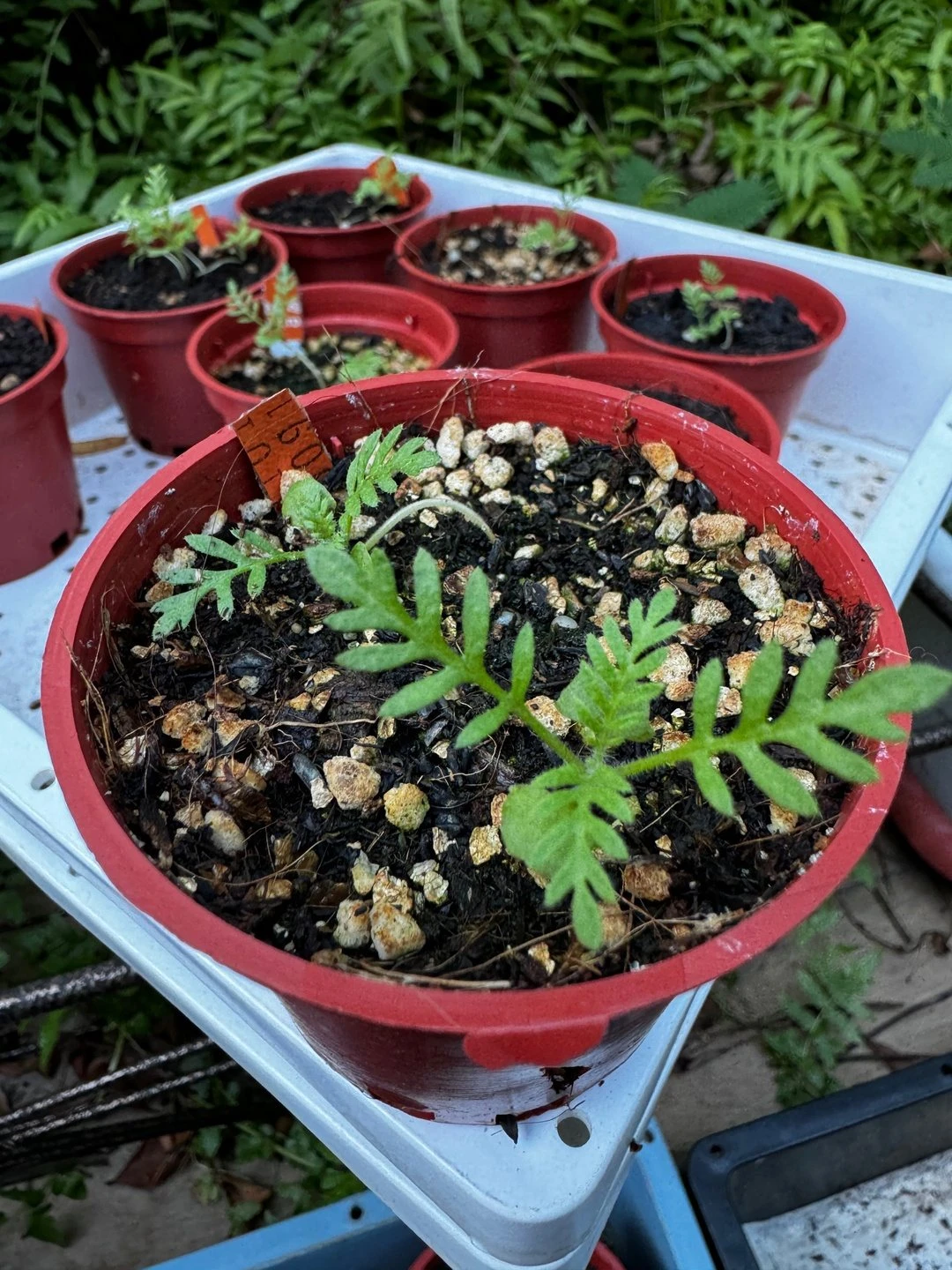 葉片越來越多,開始有株形