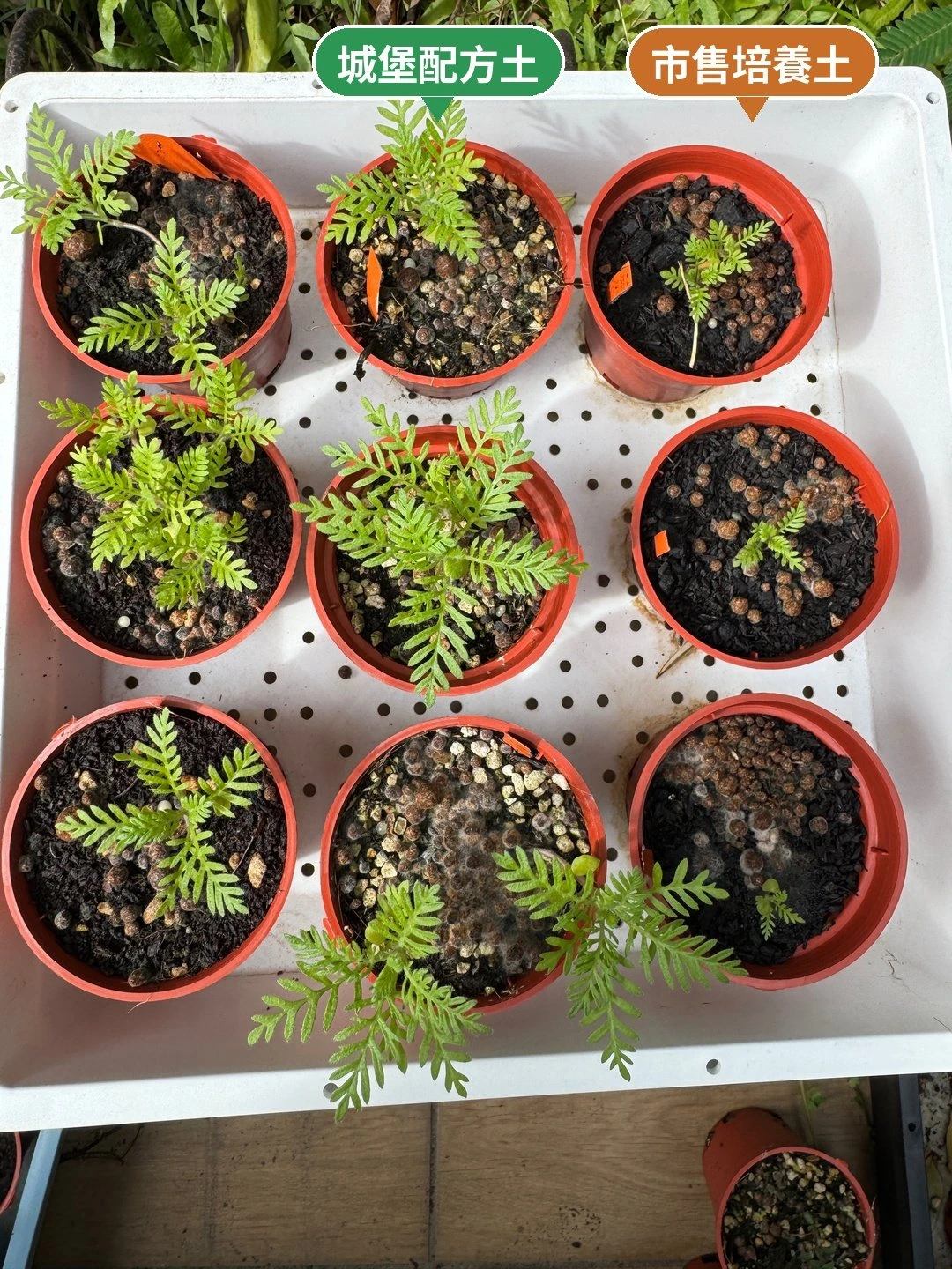 第 2 次：中間欄的葉片明顯舒展，最右欄的苗仍然停留在小小一株。