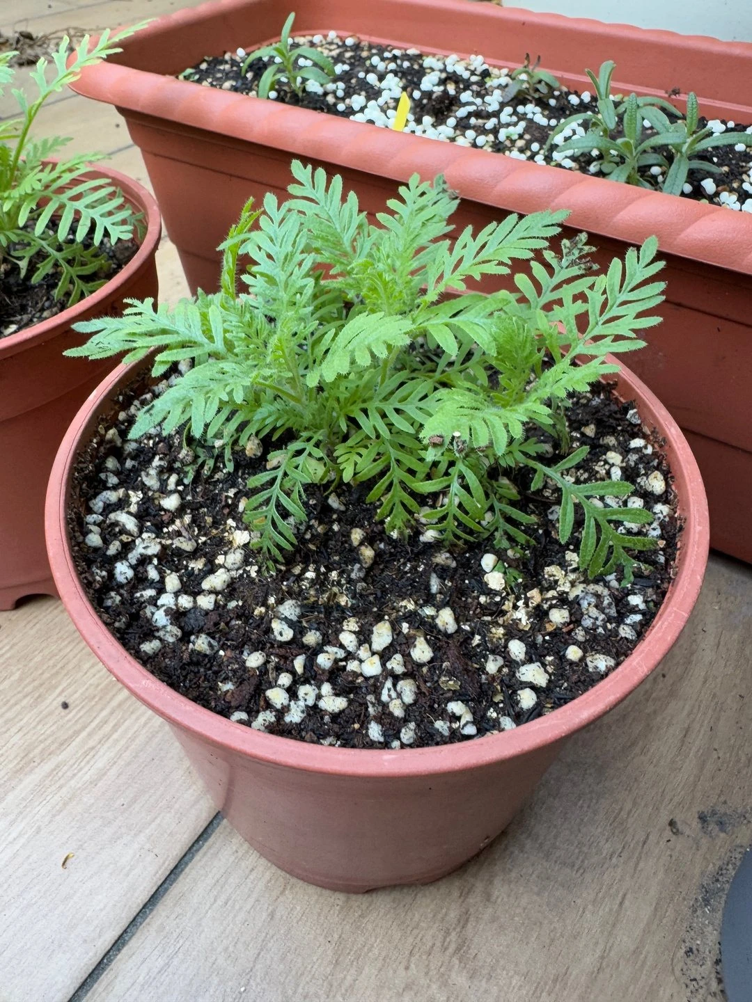 定植到大盆：株形飽滿