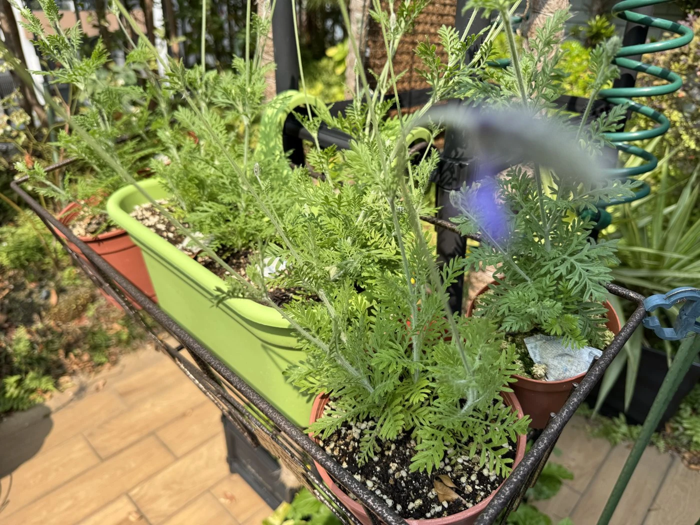 長條盆裡開始出現紫色花穗