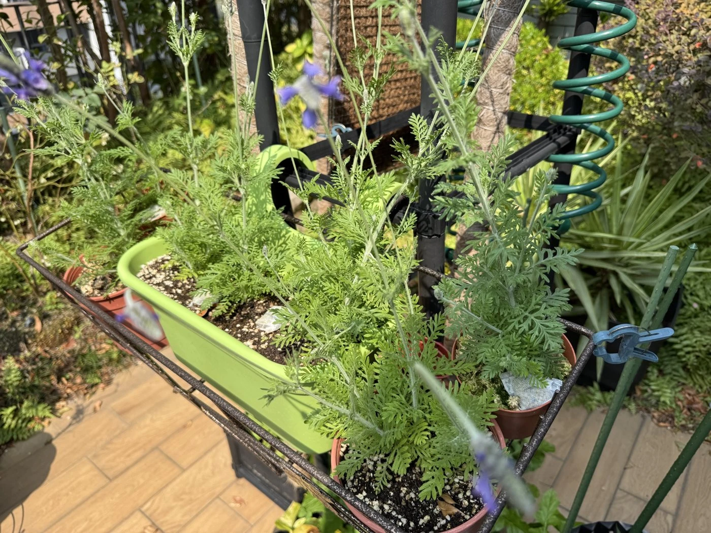 花梗陸續抽高