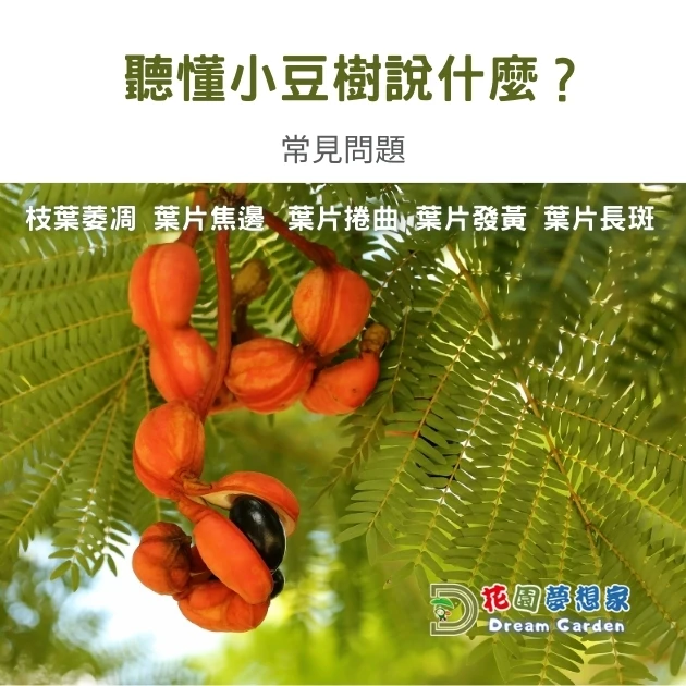 小豆樹栽培常見問題及補救方式